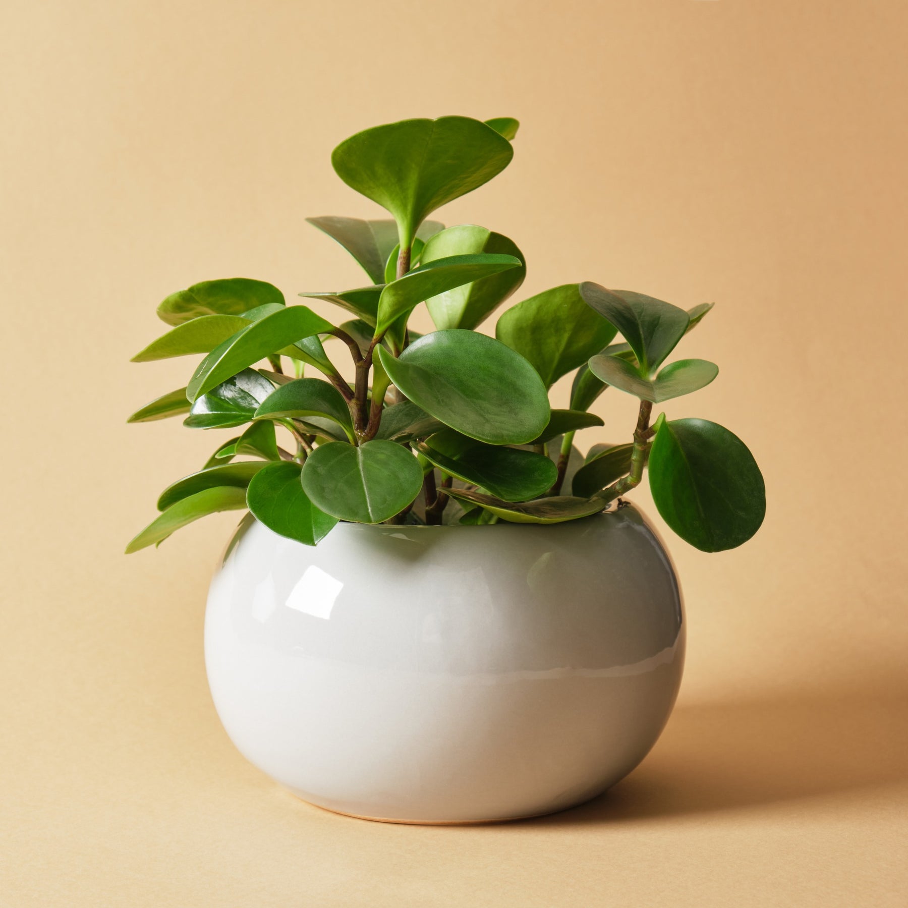 Krokodillentranen Peperomia obtusifolia