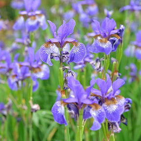 Iris versicolor - Versicolor Iris - Alle vijverplanten