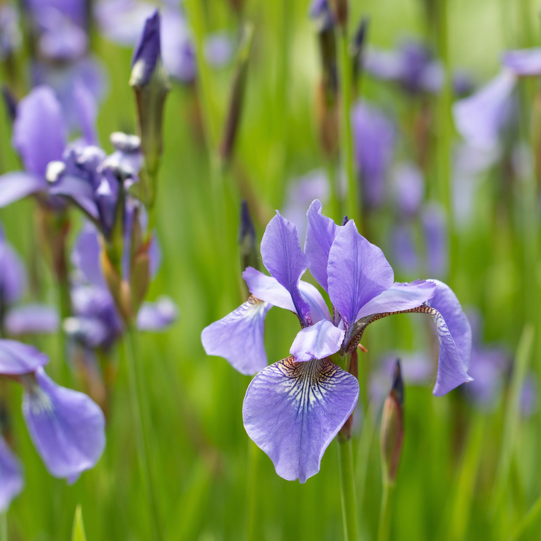 Versicolor Iris - Iris versicolor - Willemse