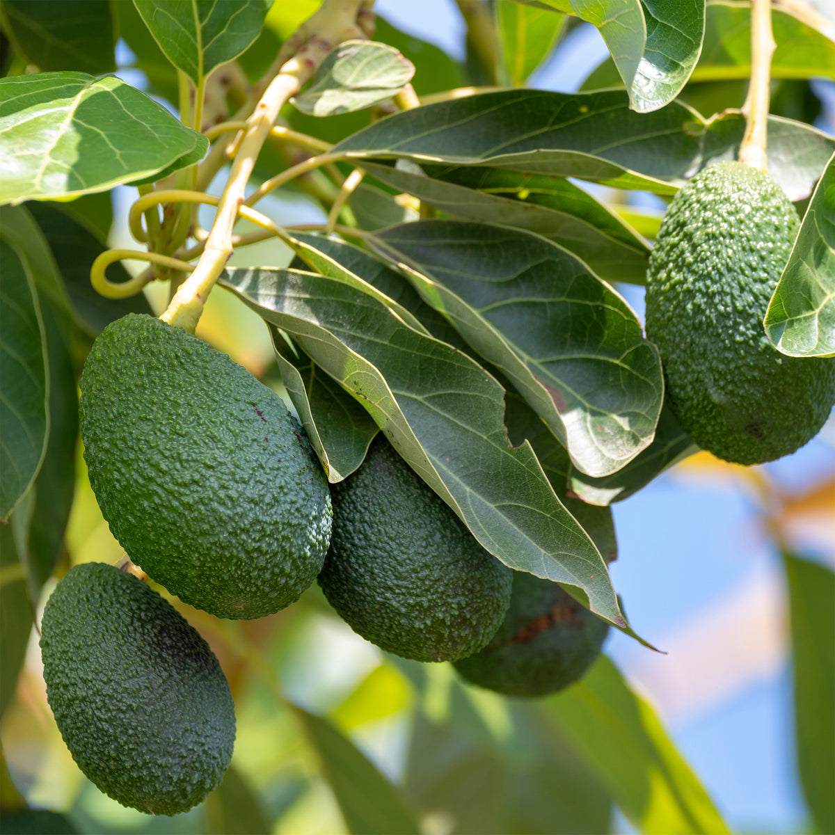 Avocadoboom Bacon - Willemse