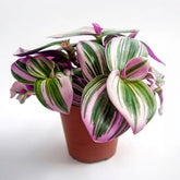 Tradescantia Nanouk - Tradescantia zebrina - Hangplanten voor binnen