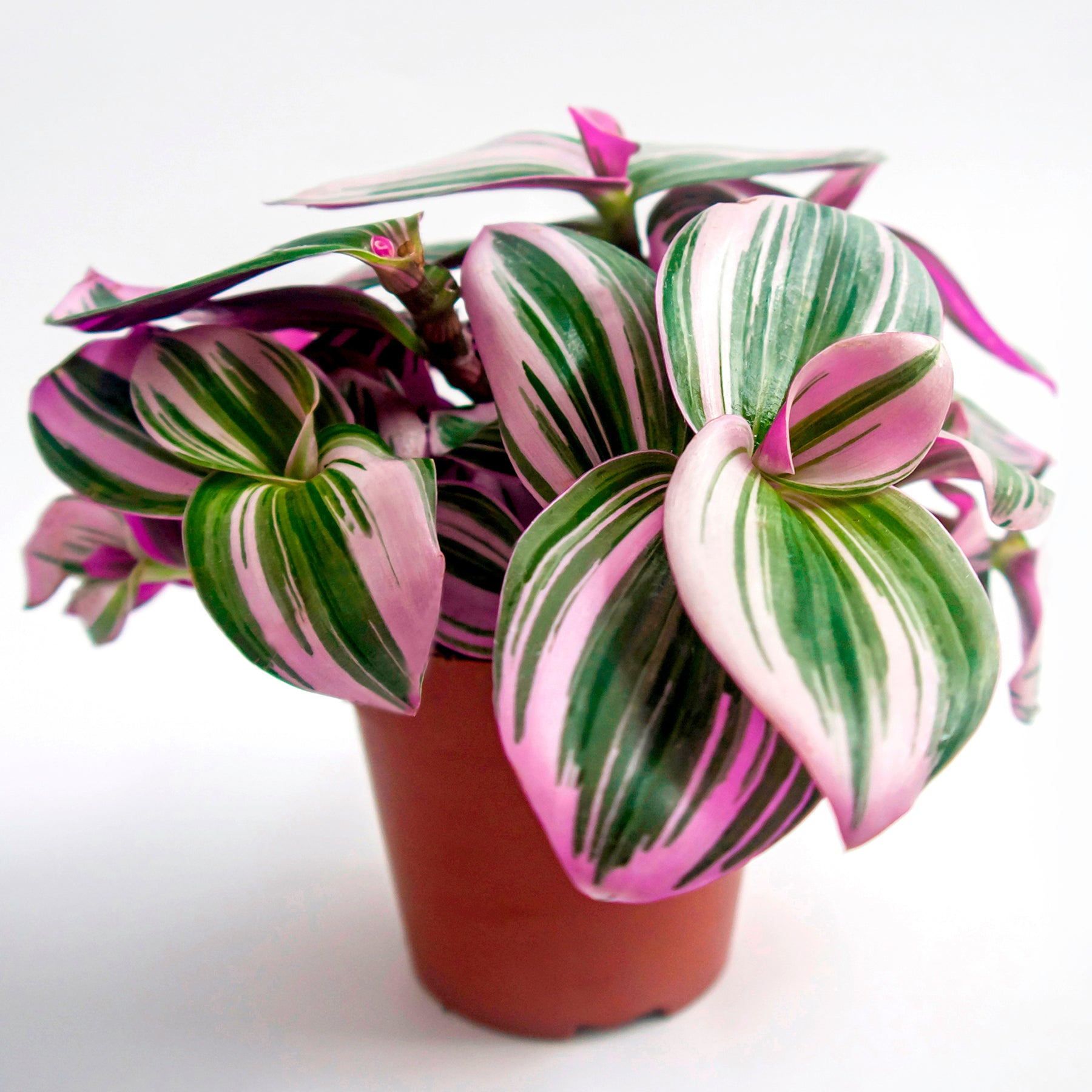 Tradescantia zebrina