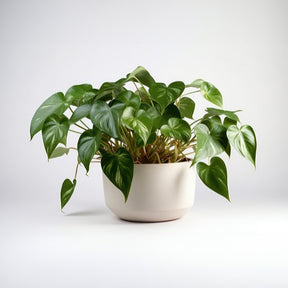 Philodendron scandens - Philodendron Monstera scandens - Philodendron