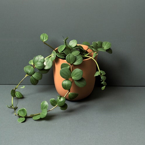 Peperomia met ronde bladeren Hope - Willemse
