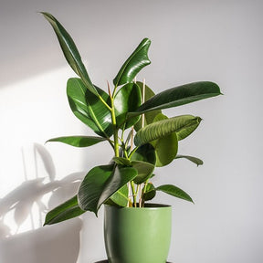 Ficus elastica Robusta - Rubberplant Robusta - Ficus