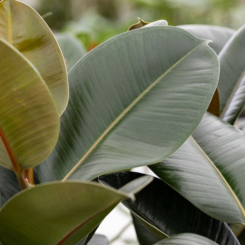 Ficus - Rubberplant Robusta - Ficus elastica Robusta