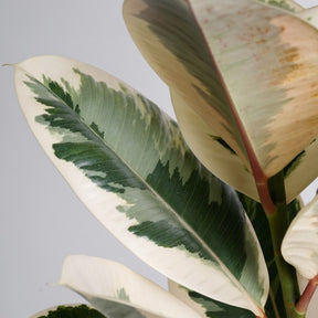 Tineke Rubberplant - Ficus elastica Tineke