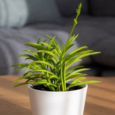 Kandelaarplant - Senecio Himalaya - Willemse