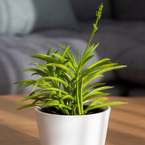 Kandelaarplant - Senecio Himalaya - Willemse