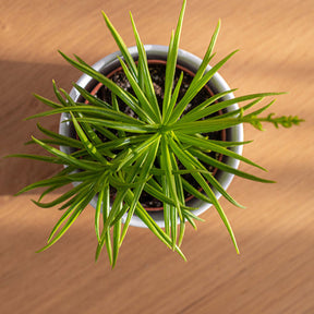 Kandelaarplant - Willemse