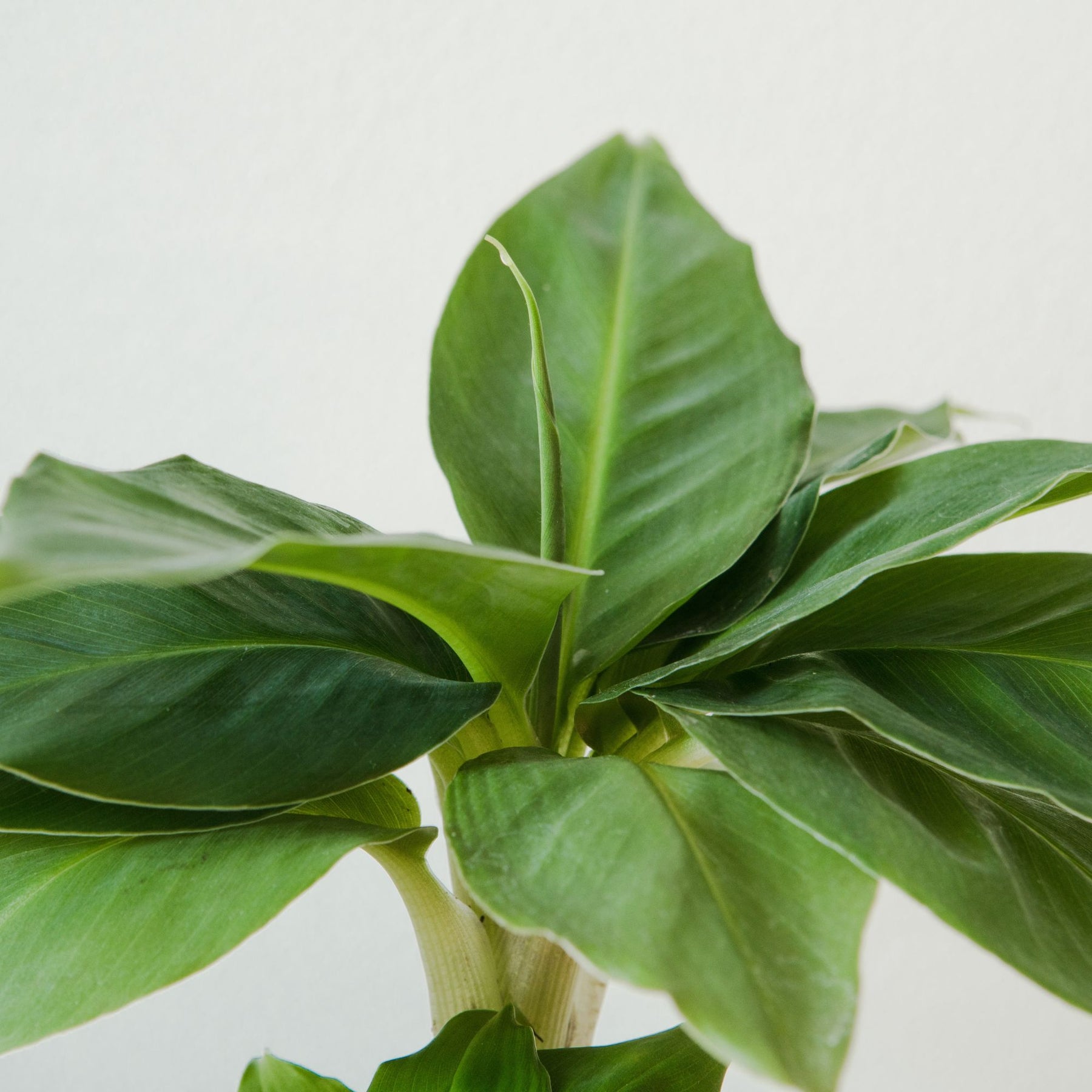 Musa Dwarf Cavendish - Dwergbanaan - Kamerplanten voor binnen