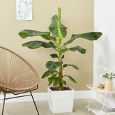 Dwergbanaan - Willemse