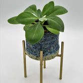 Zonnekruid Helenium - Willemse