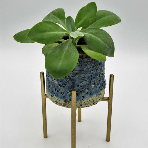 Zonnekruid Helenium - Willemse