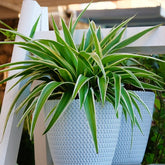 Zebraplant Ocean - Chlorophytum comosum Ocean