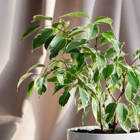 Treursmurfvijg Twilight - Ficus benjamina Twilight