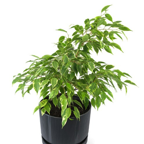 Anastasia Treursmurf - Ficus benjamina Anastasia