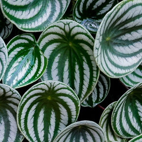 Zilverklimmer - Peperomia argyreia