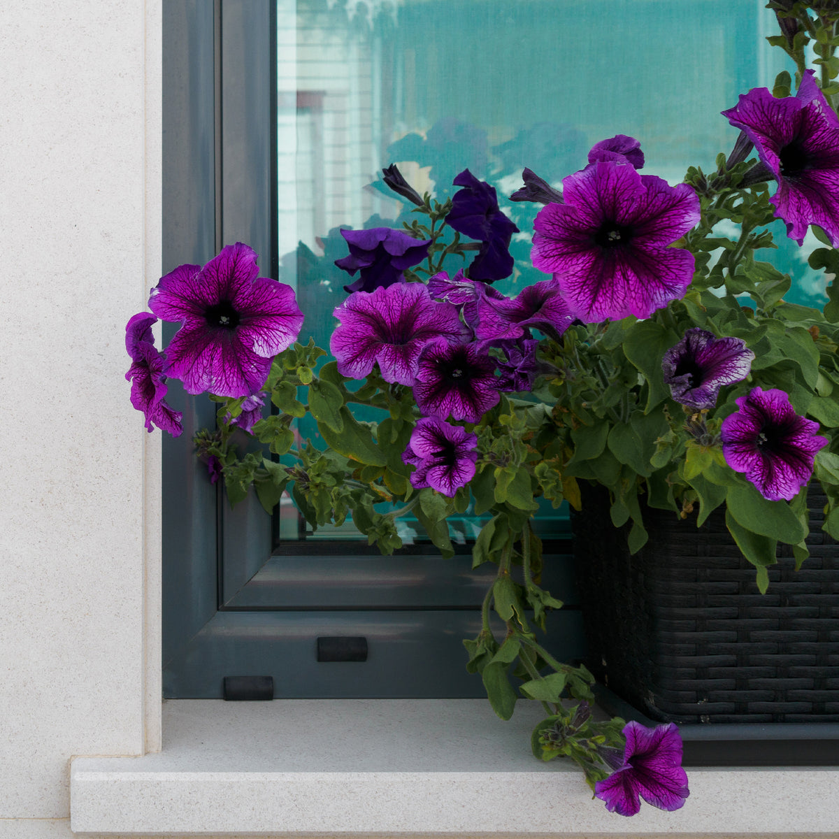 Petunia Cosmic - Willemse