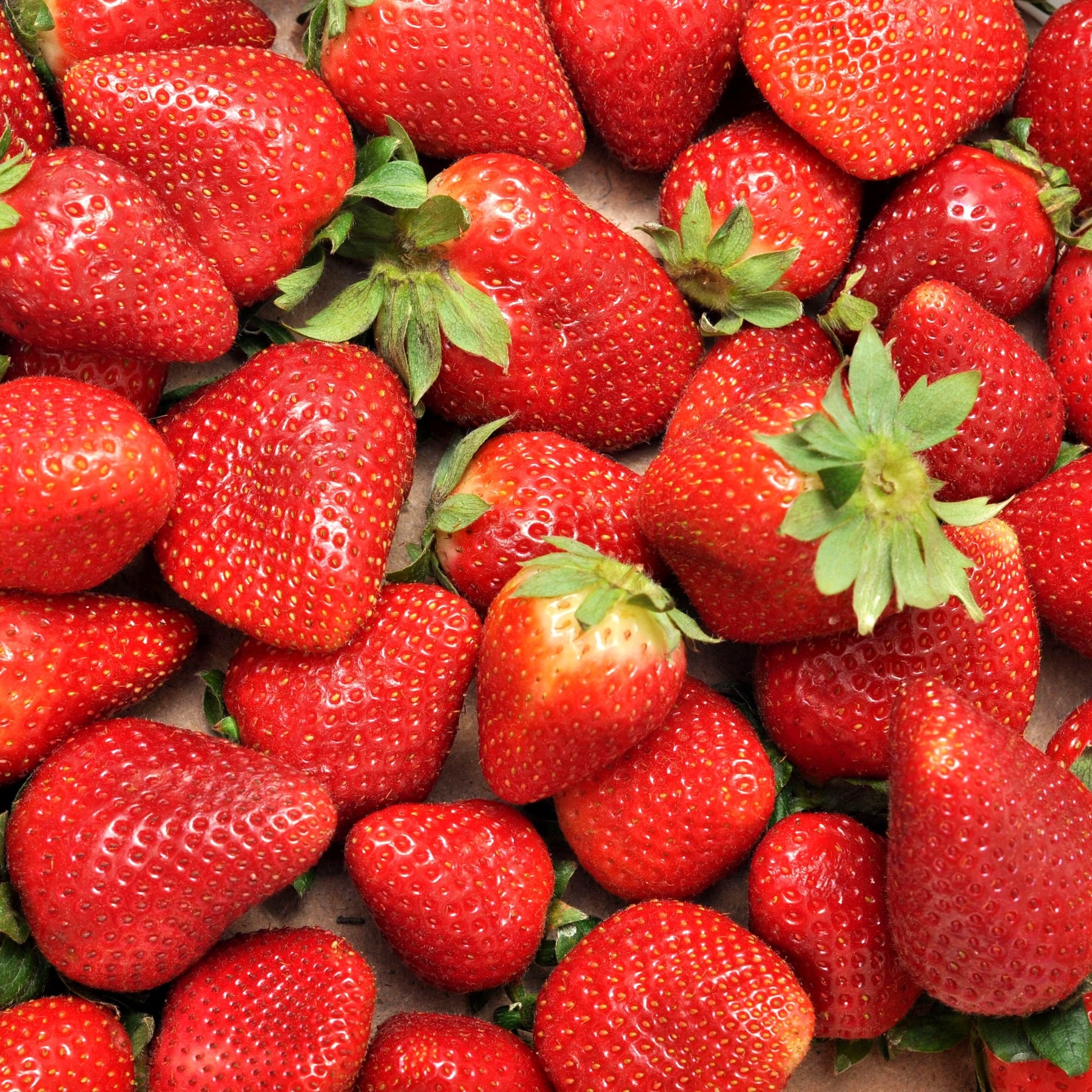 Aardbei 'Charlotte' - Fragaria x ananassa Charlotte - Willemse