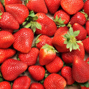 Aardbei 'Charlotte' - Fragaria x ananassa Charlotte - Willemse