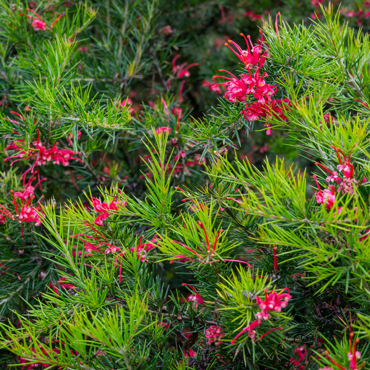 Grevillea met jeneverbessenblad