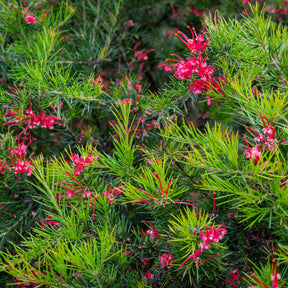 Grevillea met jeneverbessenblad