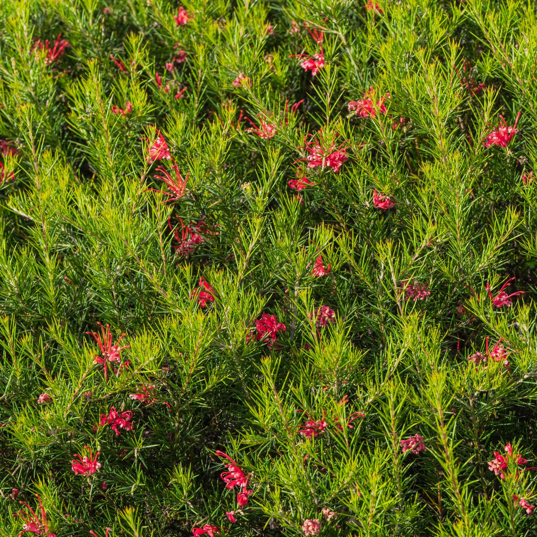 Grevillea met jeneverbessenblad - Grevillea juniperina - Willemse