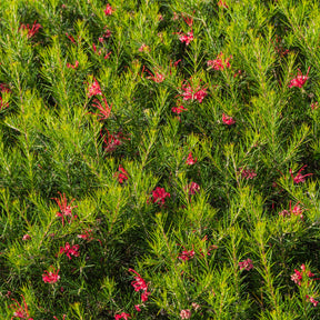 Grevillea met jeneverbessenblad - Grevillea juniperina - Willemse