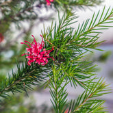Verkoop Grevillea met jeneverbessenblad