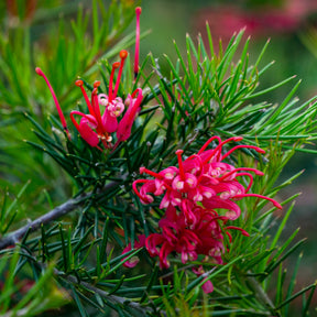 Grevillea juniperina - Grevillea met jeneverbessenblad - Bloeiende heesters