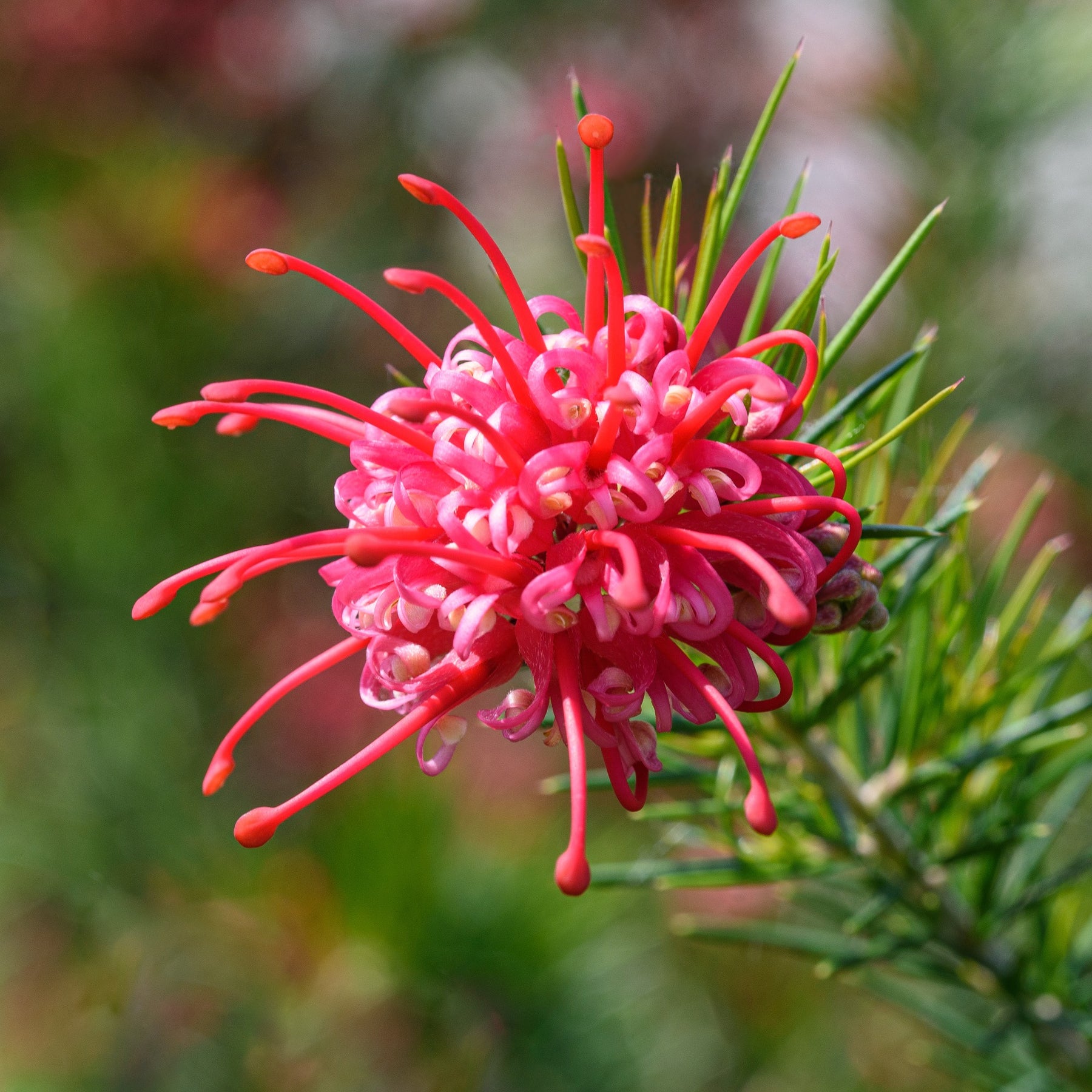 Grevillea met jeneverbessenblad