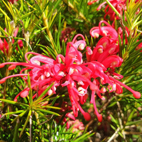 Bloeiende heesters - Grevillea met jeneverbessenblad - Grevillea juniperina