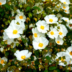 Corbières cistus - Cistus corbariensis - Willemse