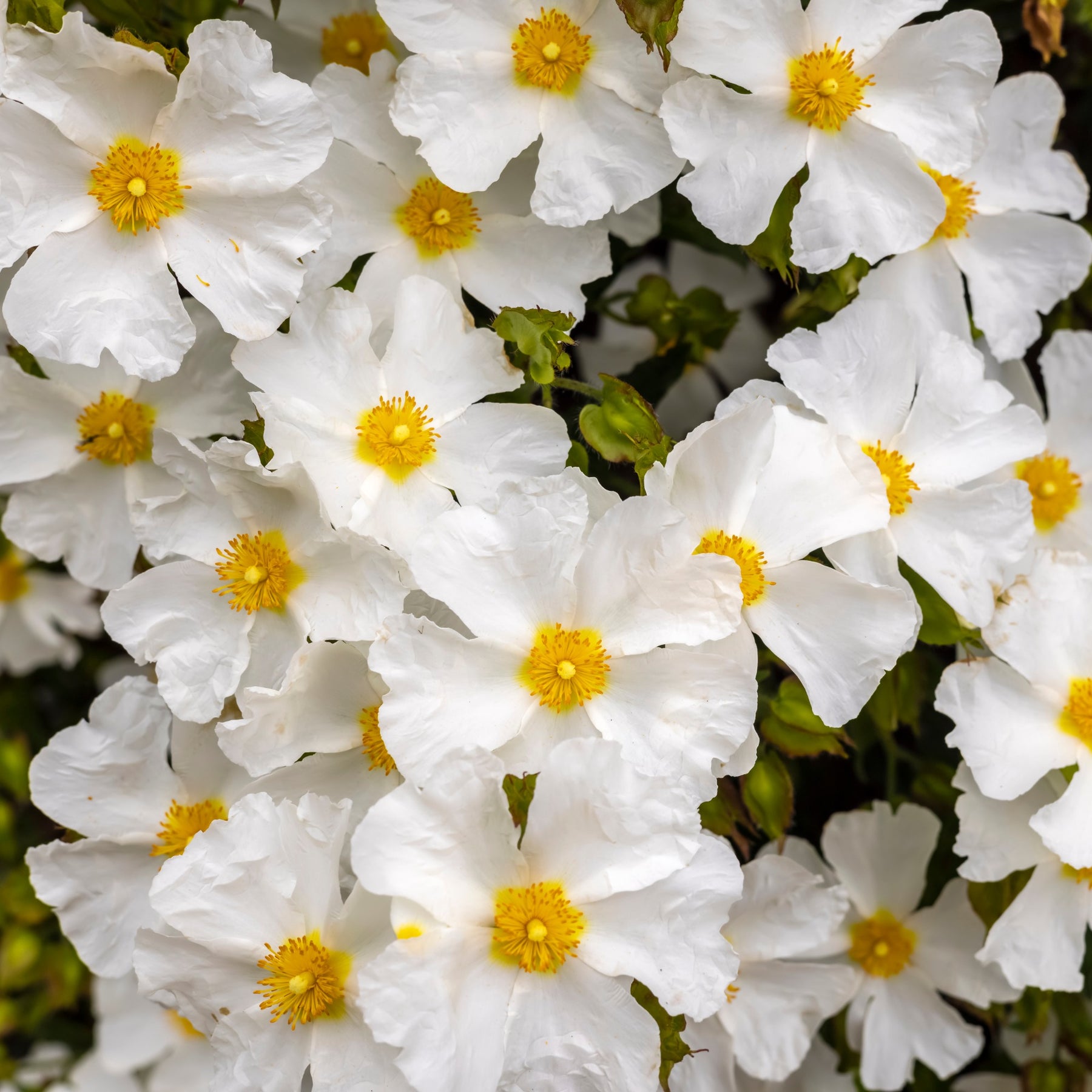 Cistus corbariensis - Corbières cistus - Cistus