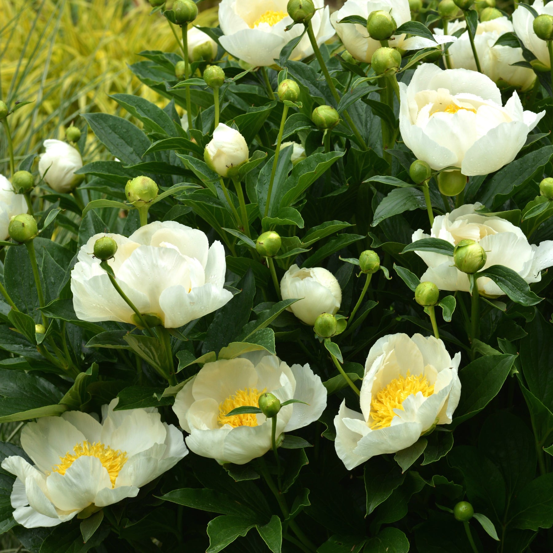 Pioenroos Jan Van Leeuwen - Willemse