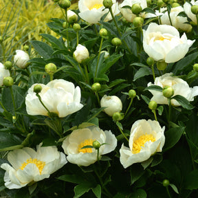 Pioenroos Jan Van Leeuwen - Willemse