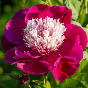 Pioenroos White Cap - Paeonia lactiflora White Cap - Willemse