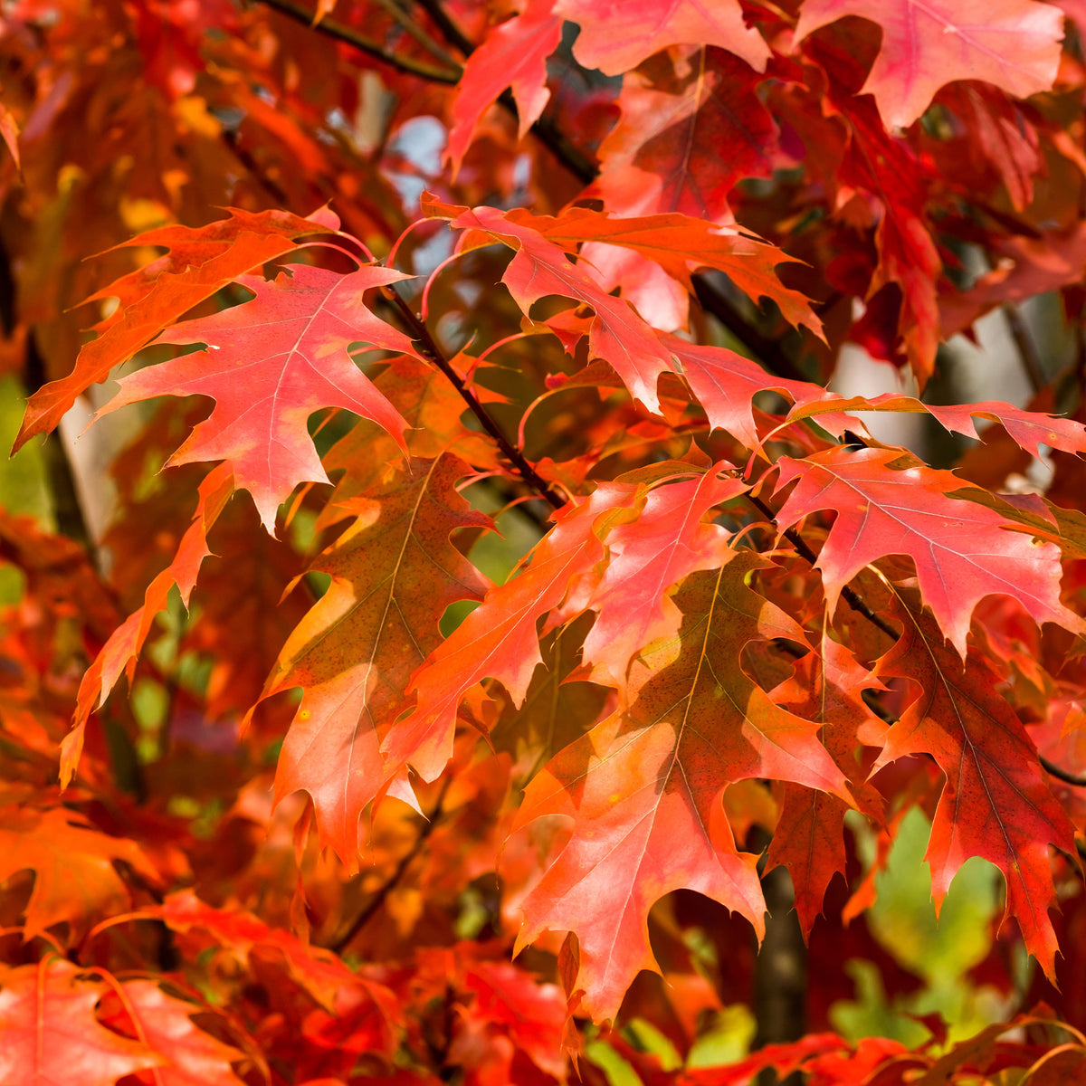 Amerikaanse rode eik - Quercus rubra - Willemse