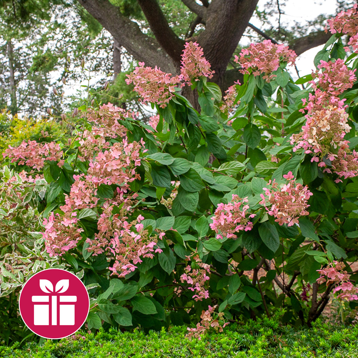 Een Hortensia Pink Diamond als cadeau