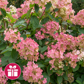 Een Hortensia Pink Diamond als cadeau