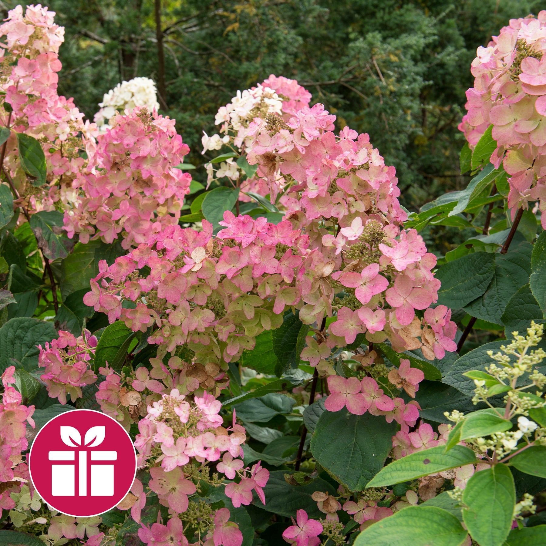 Een Hortensia Pink Diamond als cadeau