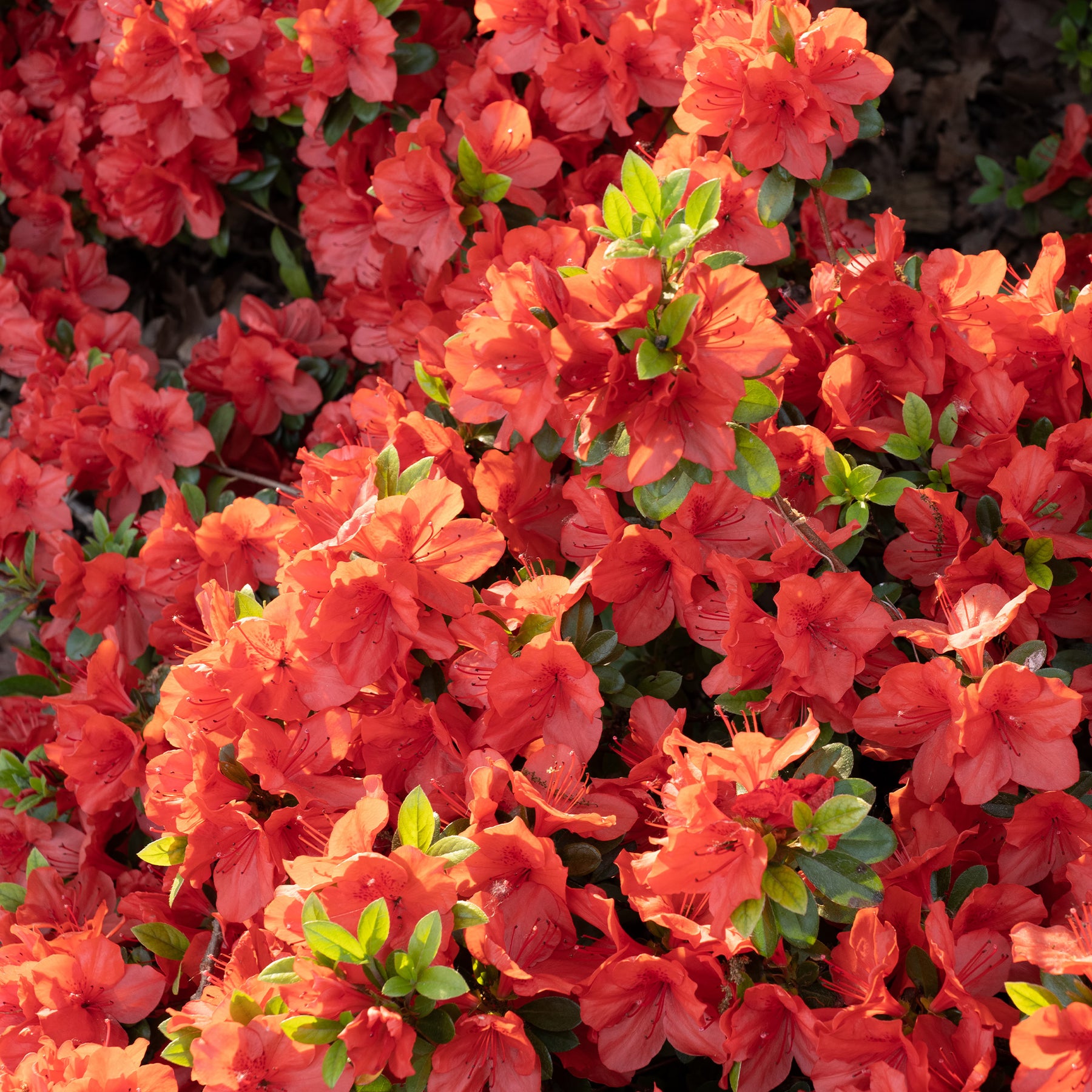 Azalea's - Japanse azalea Orange Surprise - Azalea japonica Orange Surprise 