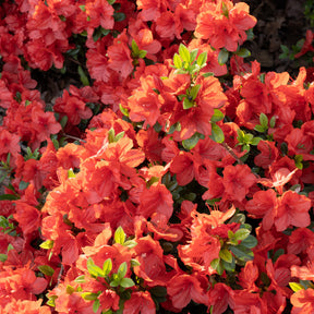 Azalea's - Japanse azalea Orange Surprise - Azalea japonica Orange Surprise 