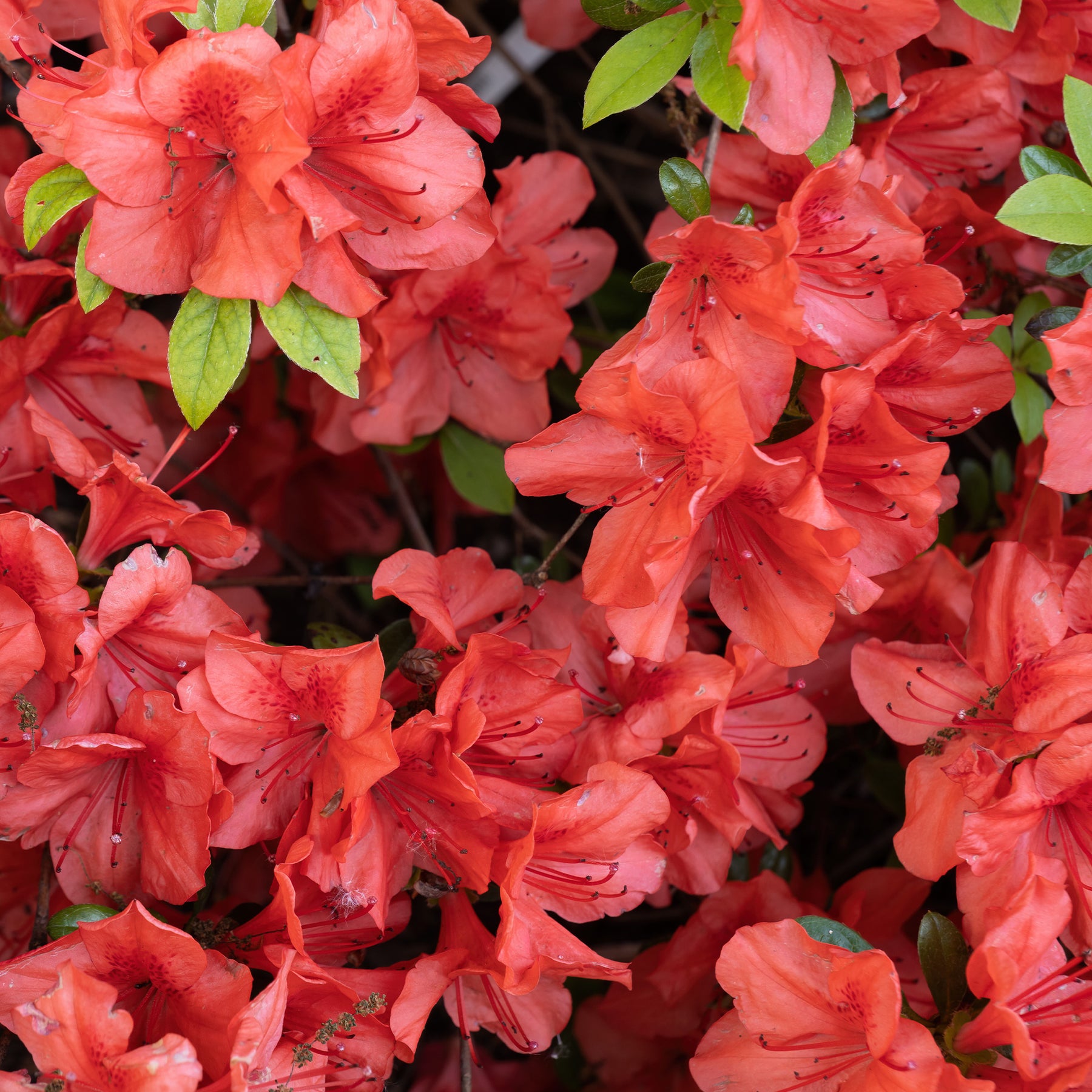 Japanse azalea Orange Surprise - Willemse