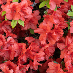 Japanse azalea Orange Surprise - Willemse