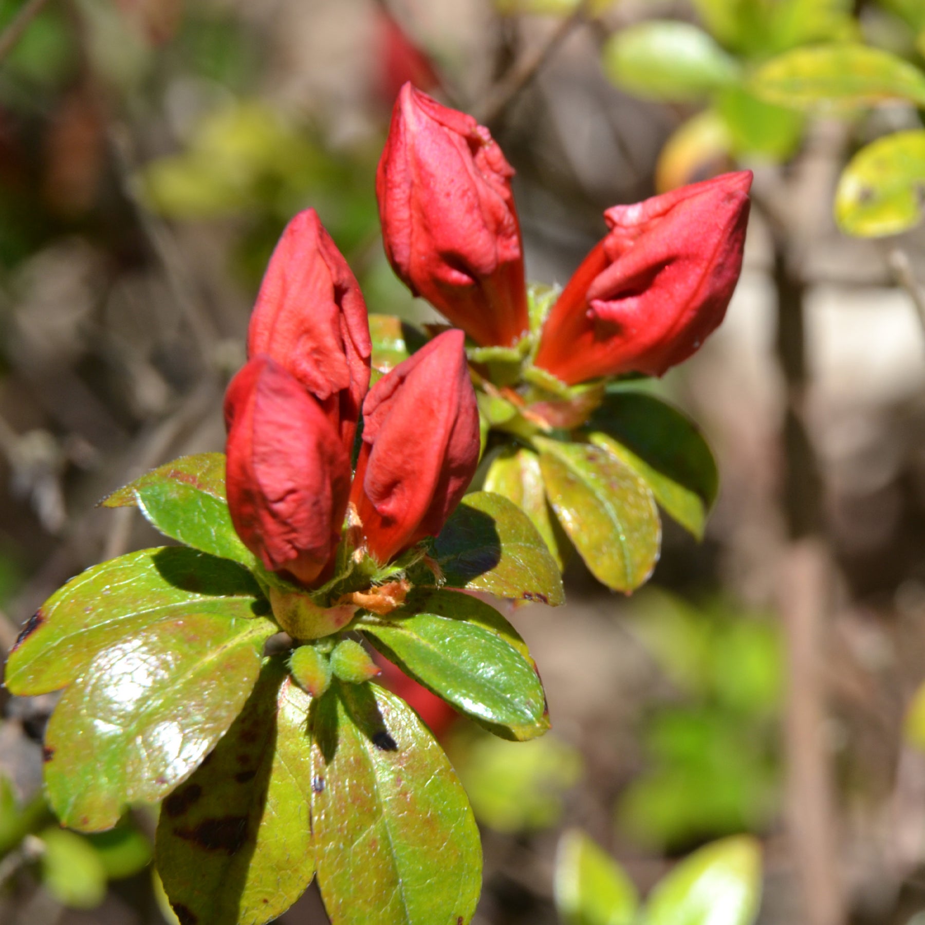Japanse azalea Orange Surprise - Azalea japonica Orange Surprise  - Willemse
