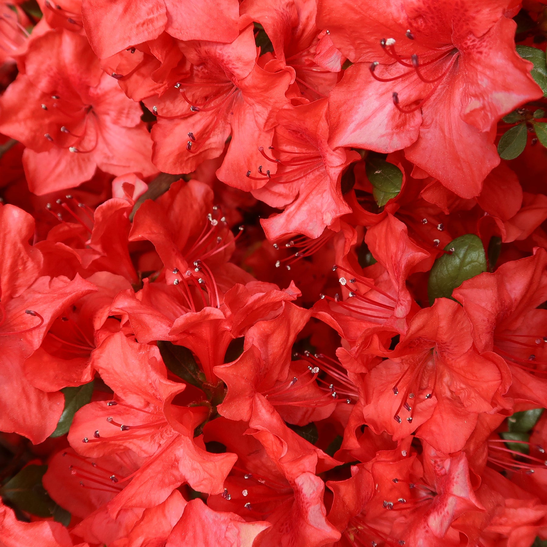 Azalea japonica Orange Surprise  - Japanse azalea Orange Surprise - Azalea's