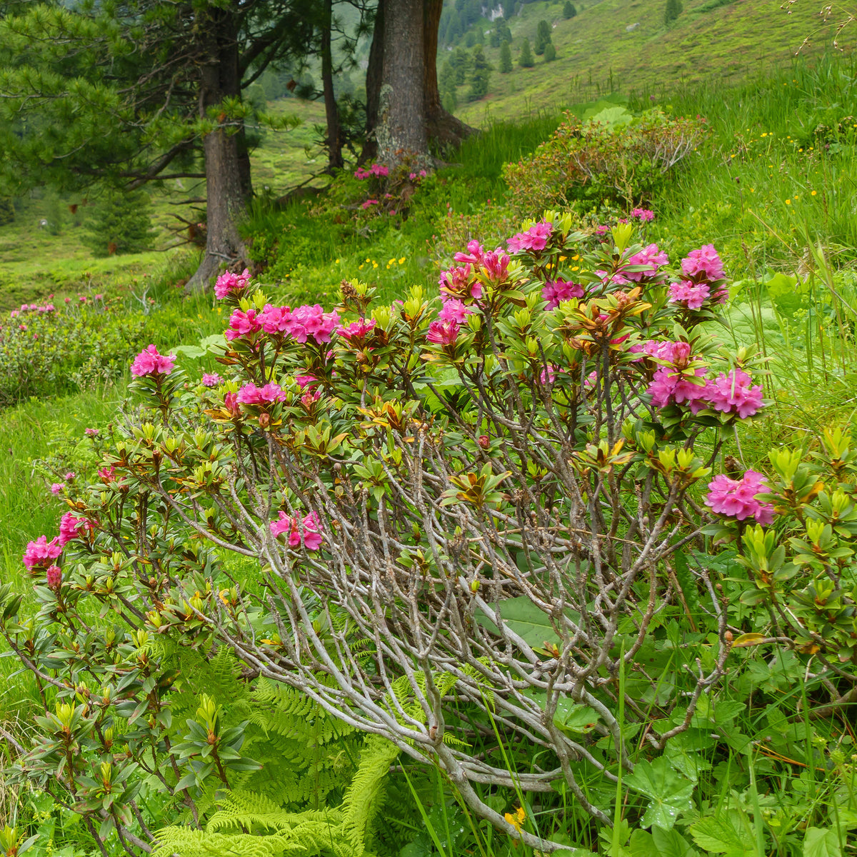 Japanse azalea Lilac Surprise - Willemse