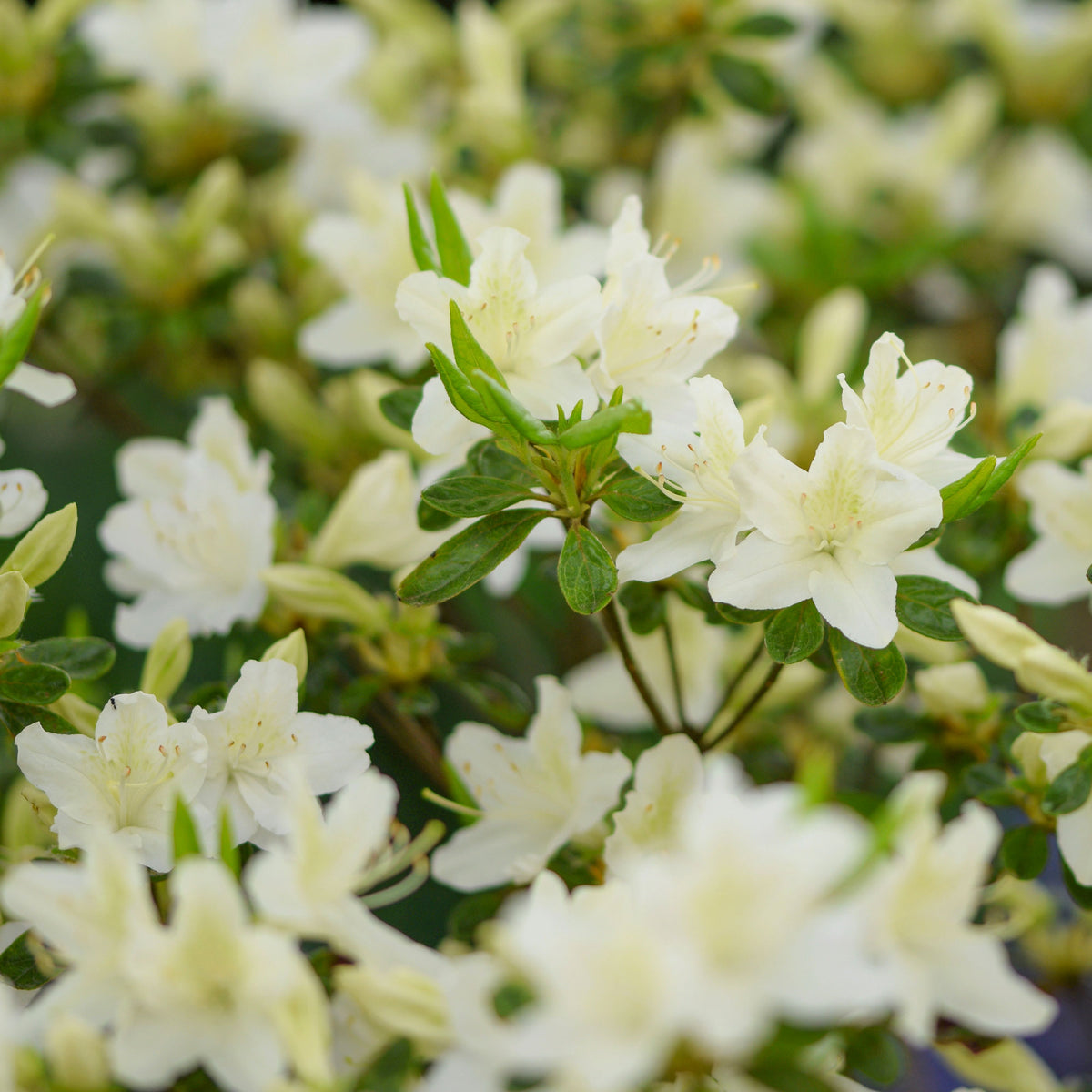 Japanse azalea White Surprise - Willemse